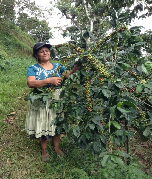 Café KITCHÉ du Guatemala, torréfié à Amélie-les-Bains, offrant des saveurs équilibrées et des arômes floraux.