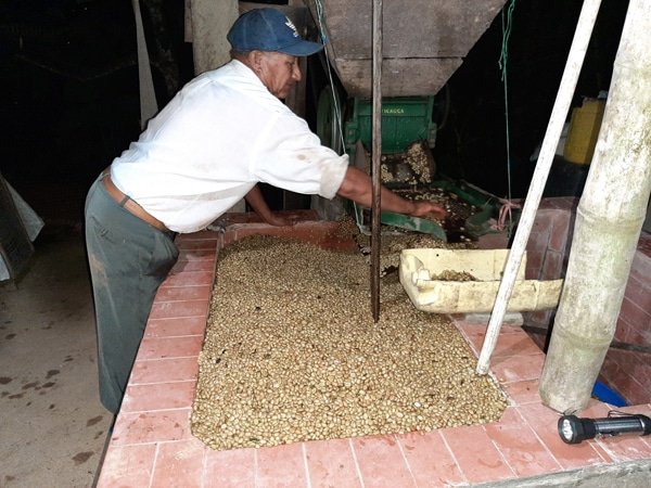 Café en grain de Colombie, CAUCA, torréfié artisanalement à Amélie-les-Bains, avec des arômes équilibrées et des notes fruitées.