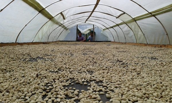 Café en grain de Colombie, CAUCA, torréfié artisanalement à Amélie-les-Bains, avec des arômes équilibrées et des notes fruitées.