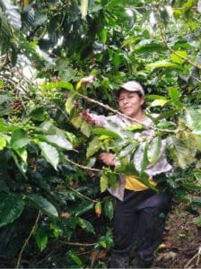 Café Palanda – Équateur, café de spécialité issu de l’agroforesterie dans le parc naturel de Podocarpus