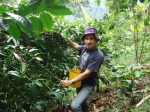 Café Palanda – Équateur, café de spécialité issu de l’agroforesterie dans le parc naturel de Podocarpus