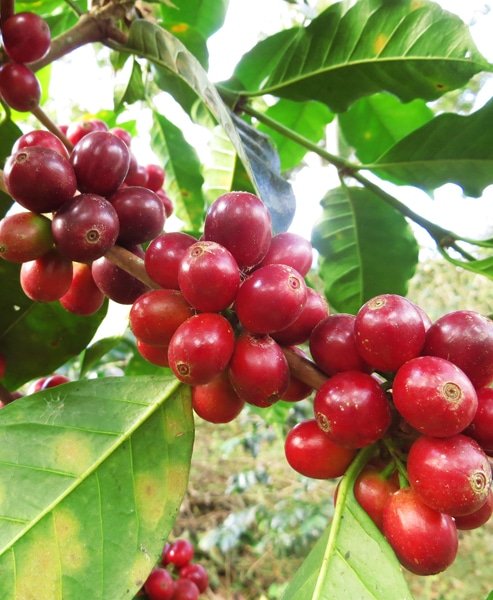 Café Palanda – Équateur, café de spécialité issu de l’agroforesterie dans le parc naturel de Podocarpus