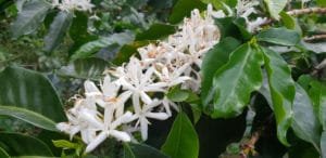 Café Palanda – Équateur, café de spécialité issu de l’agroforesterie dans le parc naturel de Podocarpus