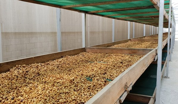 Café Capucas – Grand cru bio et équitable du Honduras, variétés Bourbon rouge et Catuaï