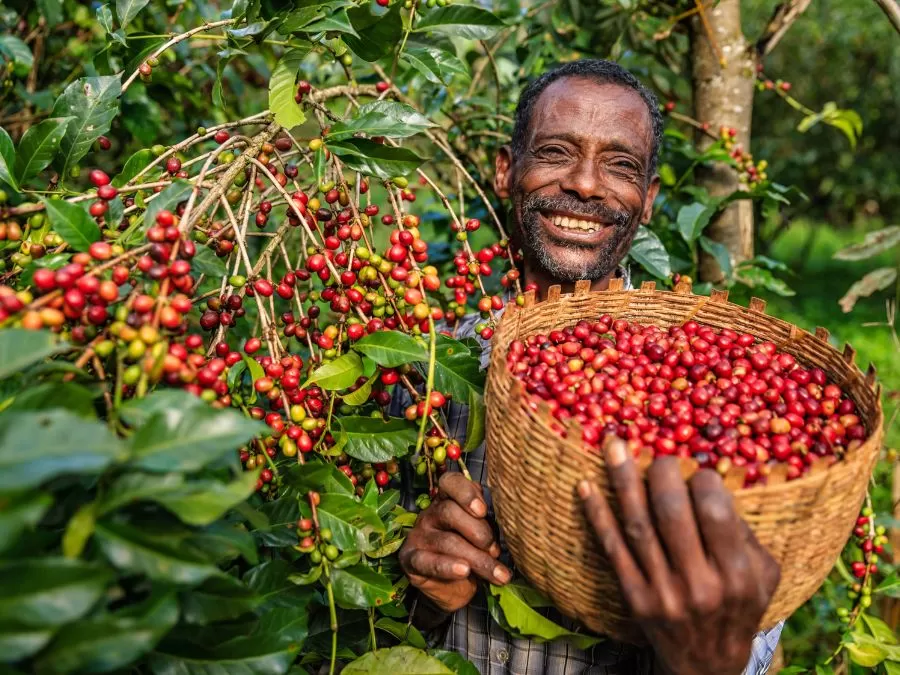 Café Salomon d’Éthiopie – Arabica Heirloom lavé de Sidama, notes de caramel clair, chocolat noir, citron et pêche