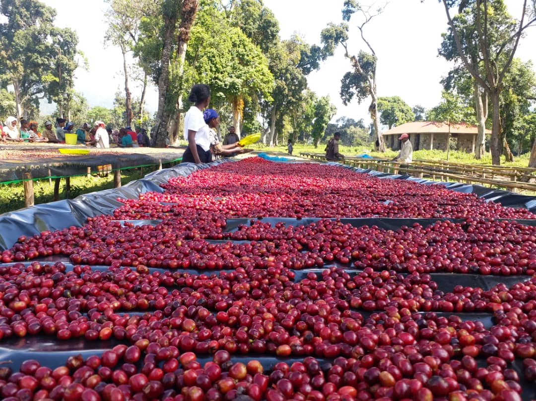 Café Salomon d’Éthiopie – Arabica Heirloom lavé de Sidama, notes de caramel clair, chocolat noir, citron et pêche