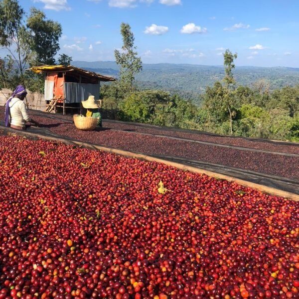 Café Salomon d’Éthiopie – Arabica Heirloom lavé de Sidama, notes de caramel clair, chocolat noir, citron et pêche